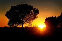 Donana 0553